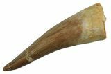 Fossil Plesiosaur (Zarafasaura) Tooth - Morocco #298056-1